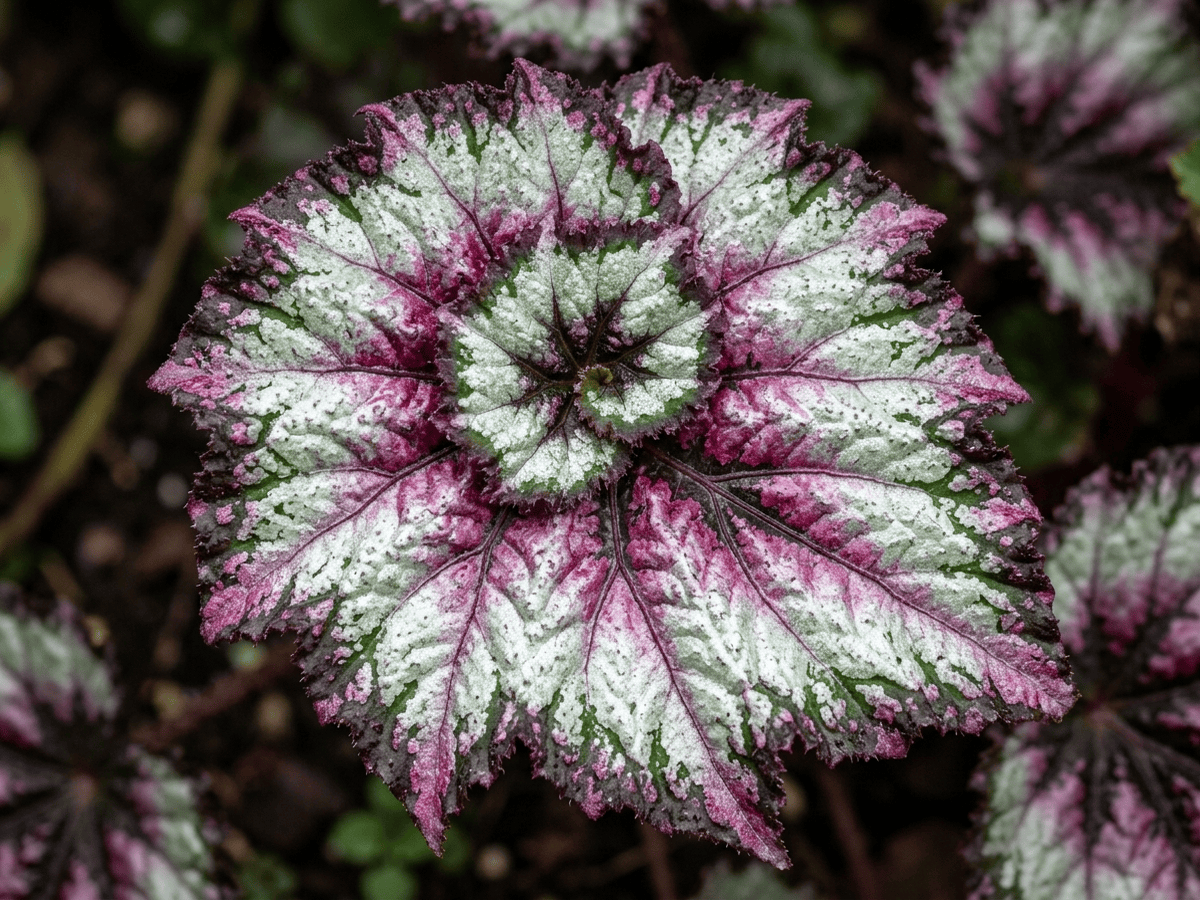 Begonia rex — primo piano di foglie e fiori
