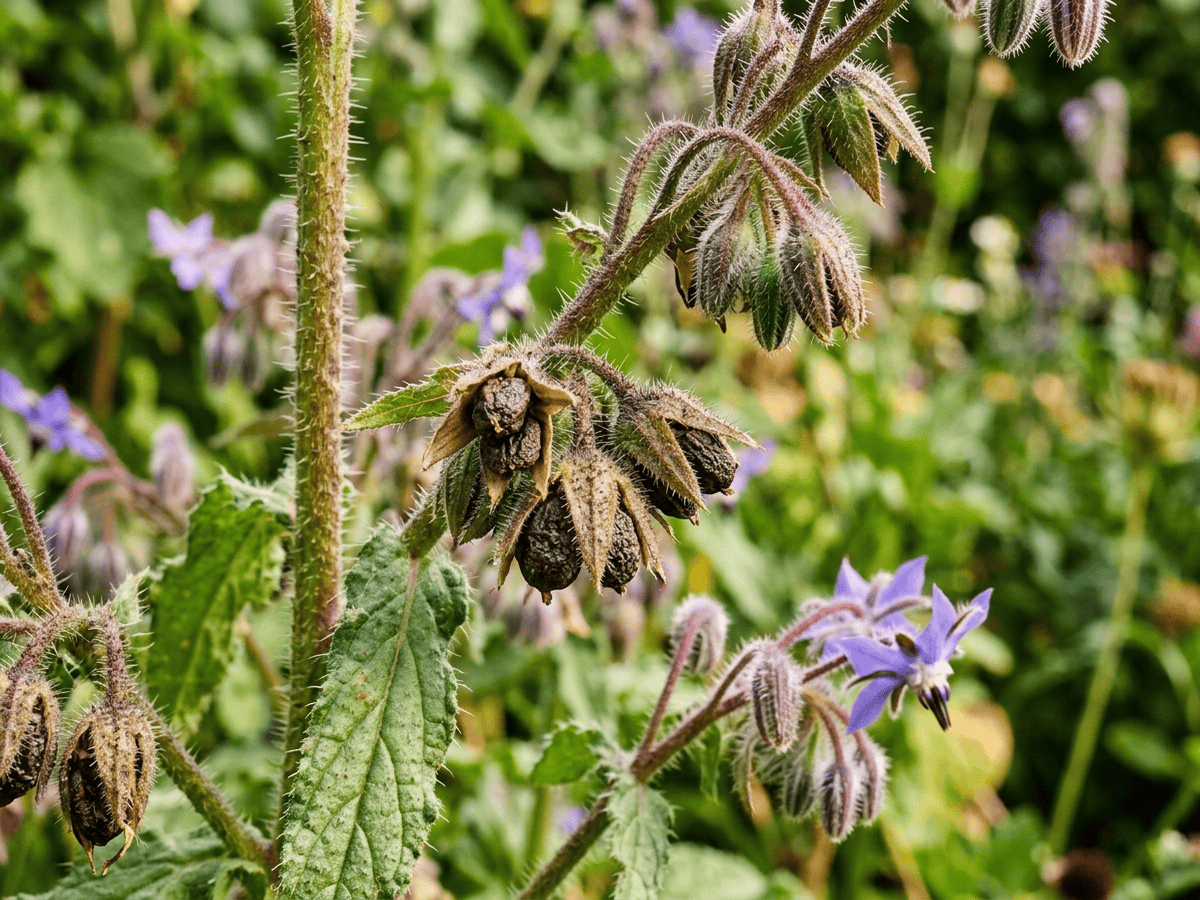 Cây lưu ly borage — cận cảnh lá và hoa