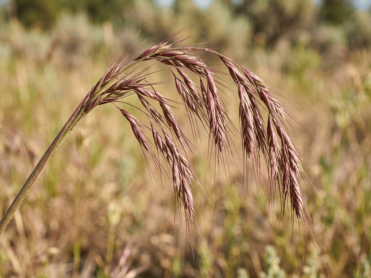 Bromo velloso — primer plano de hojas y flores