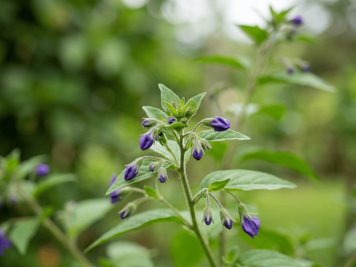 Browallia americana — aspetto stagionale