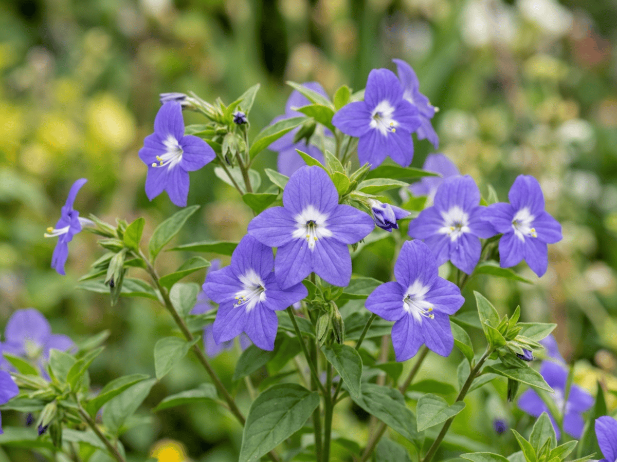Amethyst Flower — close-up of leaves and flowers