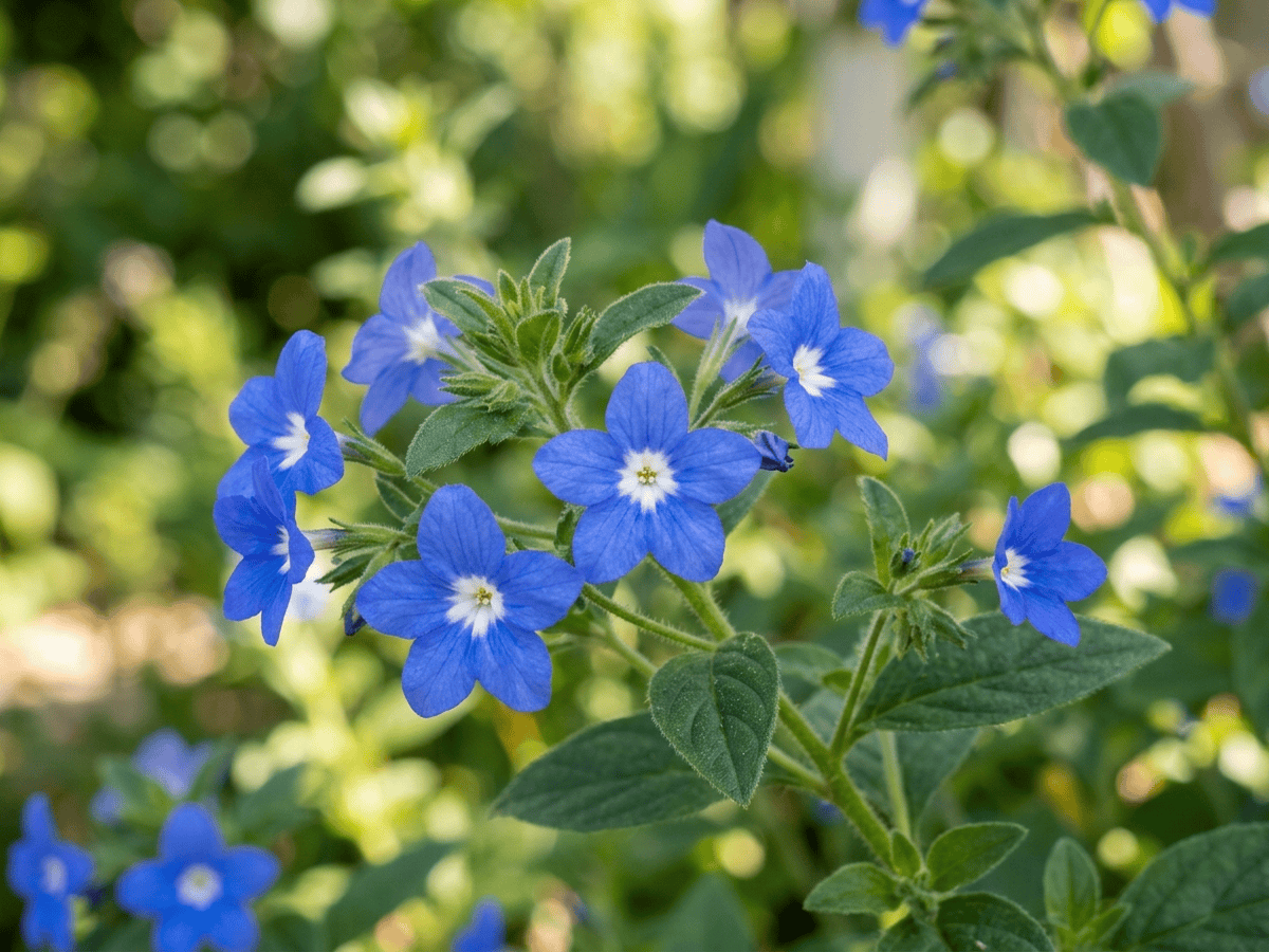 Browallia viscosa — primo piano di foglie e fiori