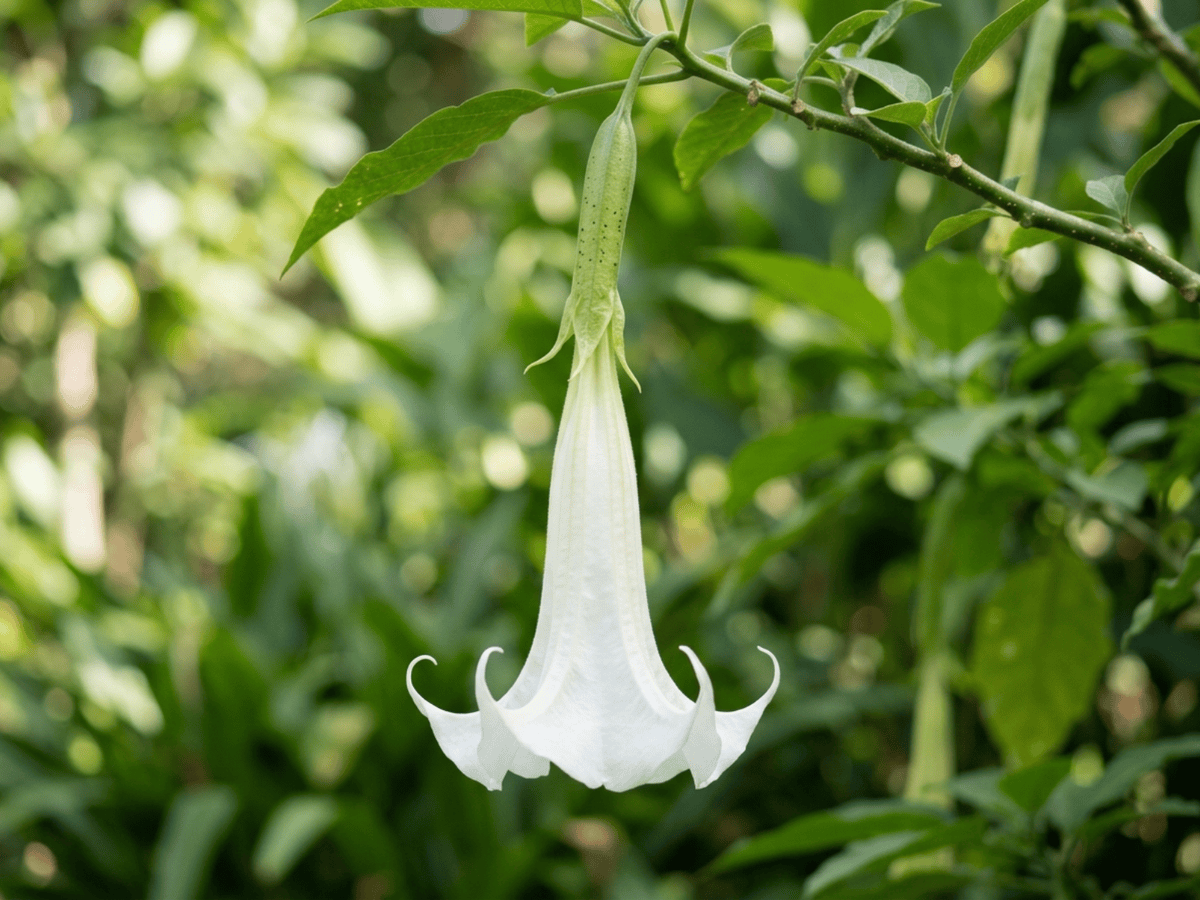 Tromba d'angelo profumata — primo piano di foglie e fiori