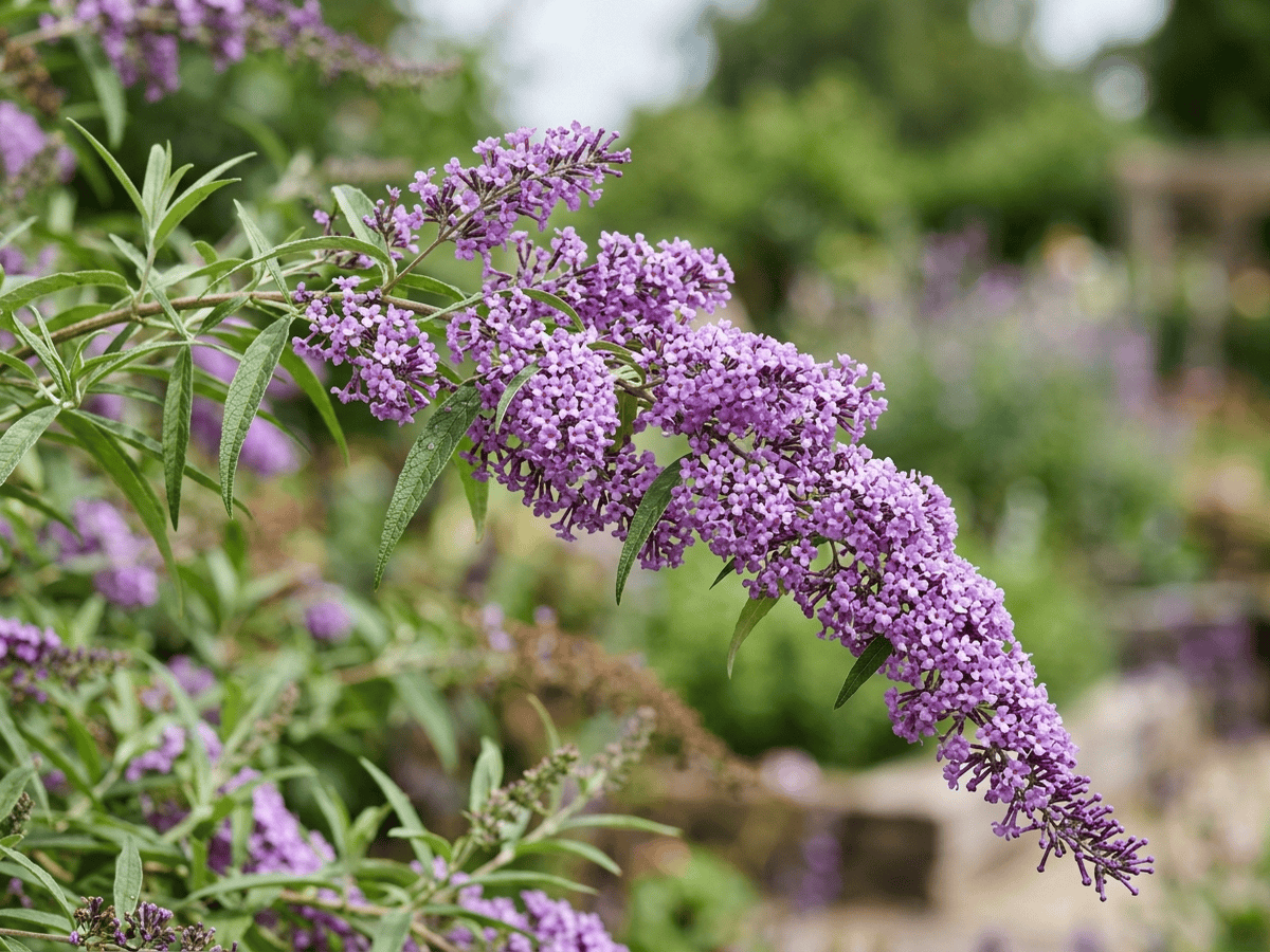 Fountain Butterfly-Bush — close-up of leaves and flowers