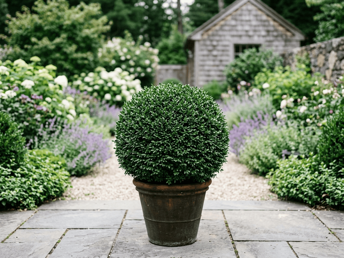 Boj japonés (Buxus microphylla), planta completa