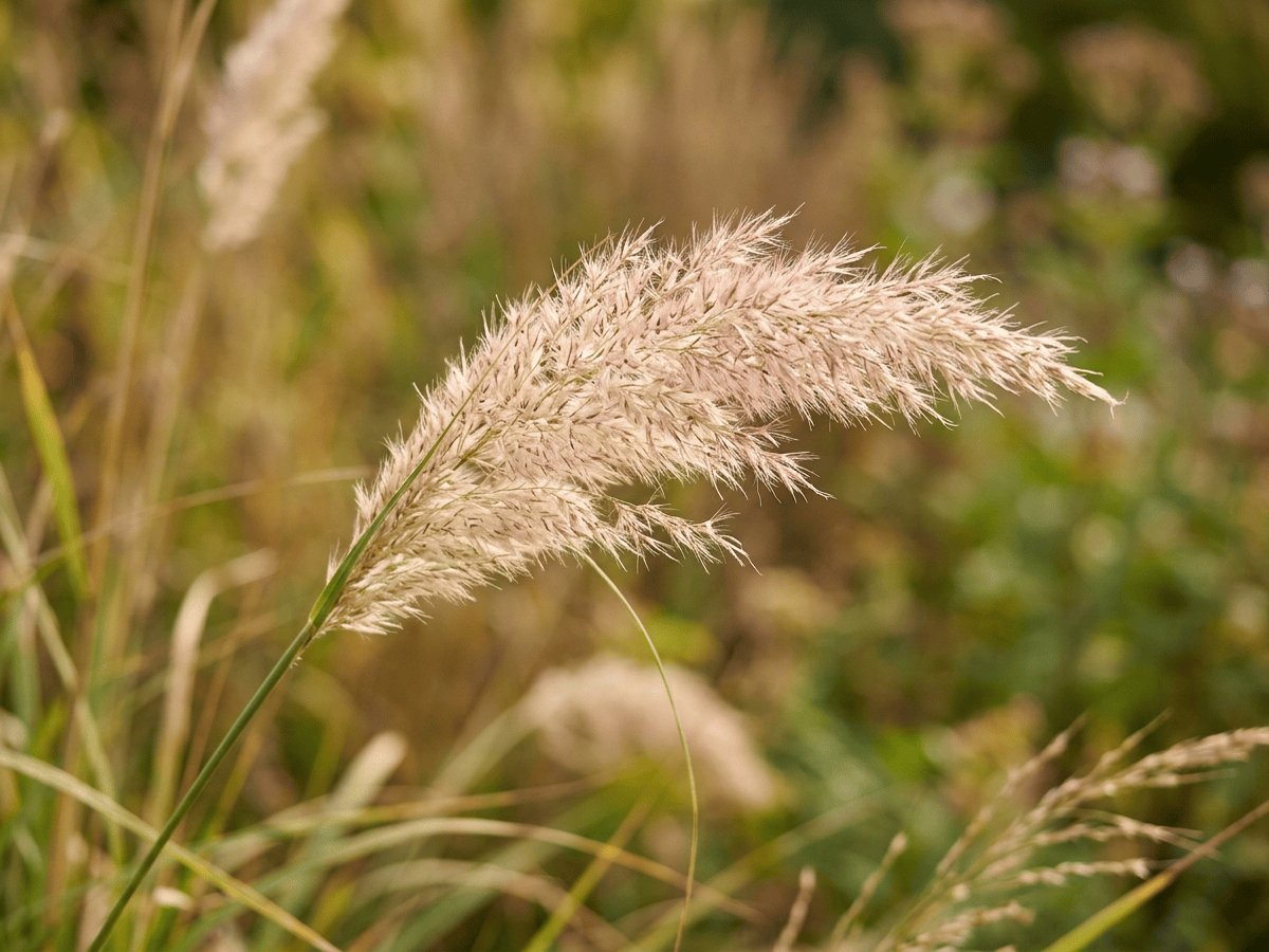 Korean Feather-Reed Grass — close-up of leaves and flowers