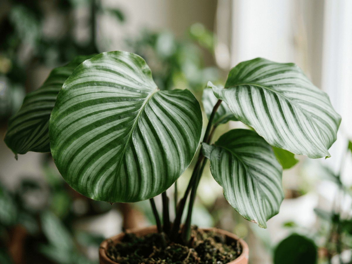 Calathéa orbifolia — gros plan sur feuilles et fleurs