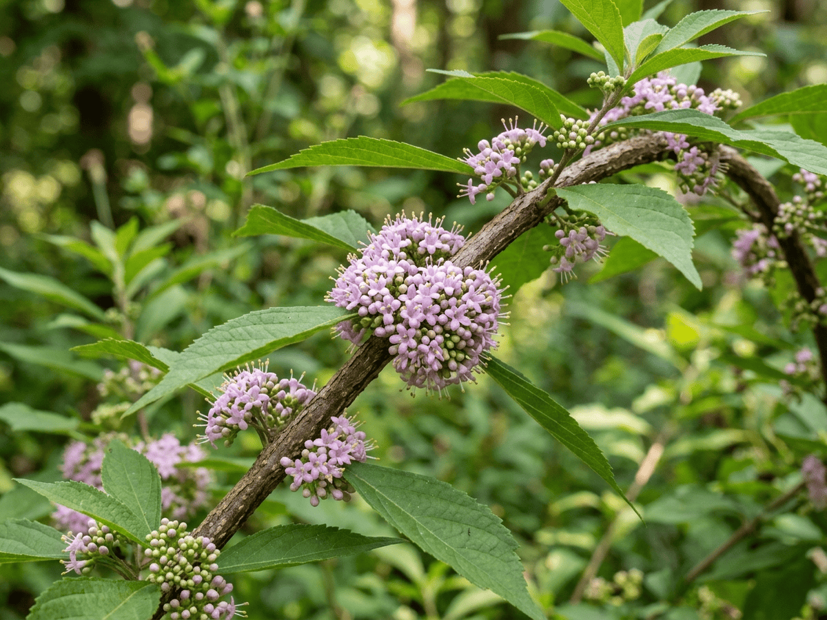 callicarpa americana — aspetto stagionale
