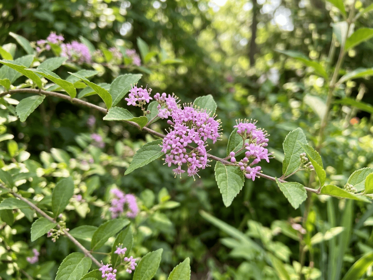 Callicarpa di Girald — aspetto stagionale