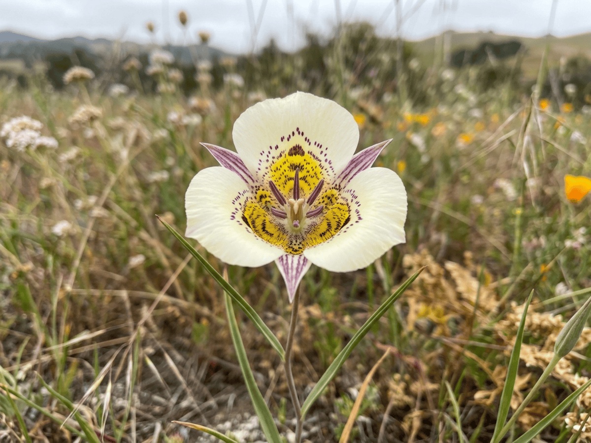 Giglio mariposa superbo