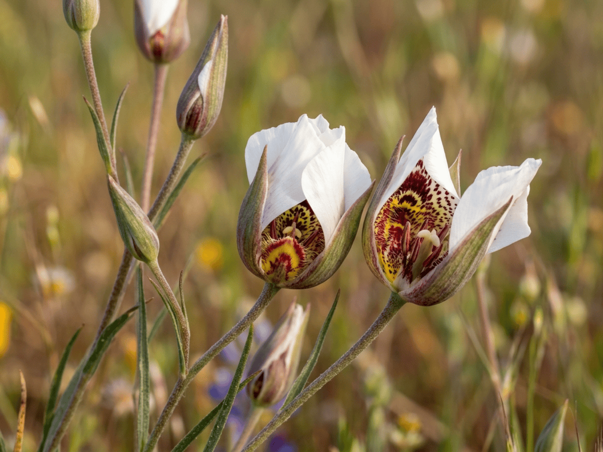 Giglio mariposa farfalla — aspetto stagionale