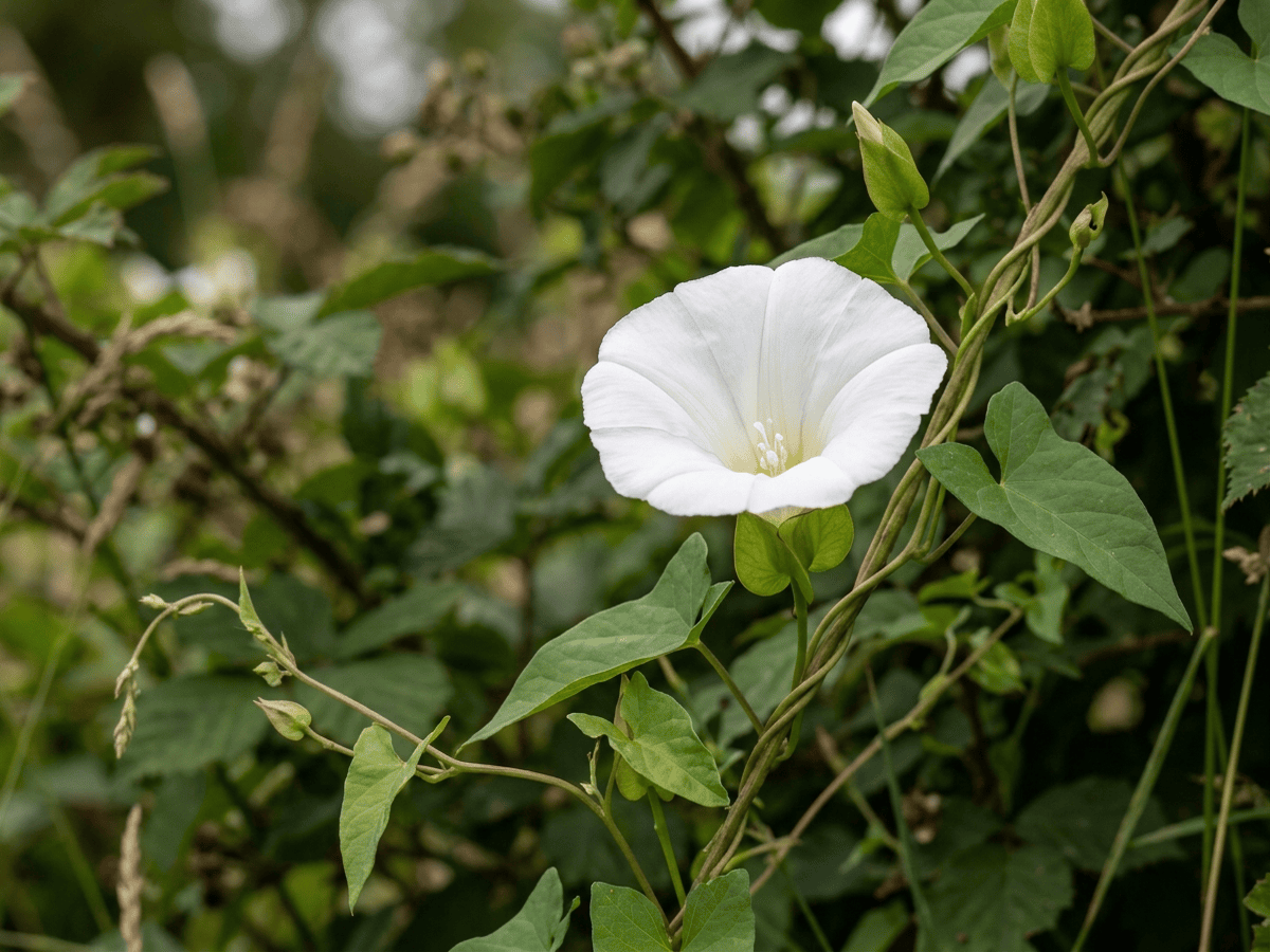 Hedge Bindweed — close-up of leaves and flowers