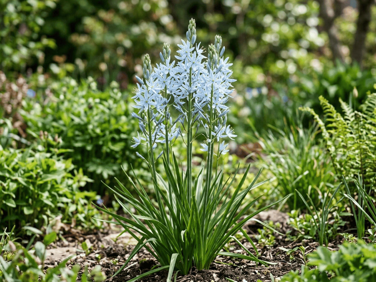 Cusick's Camas