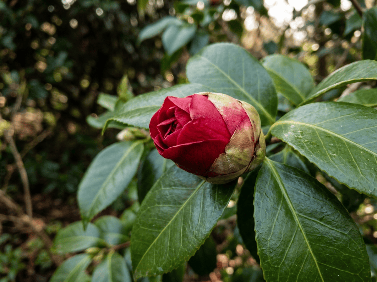 camelia giapponese — aspetto stagionale