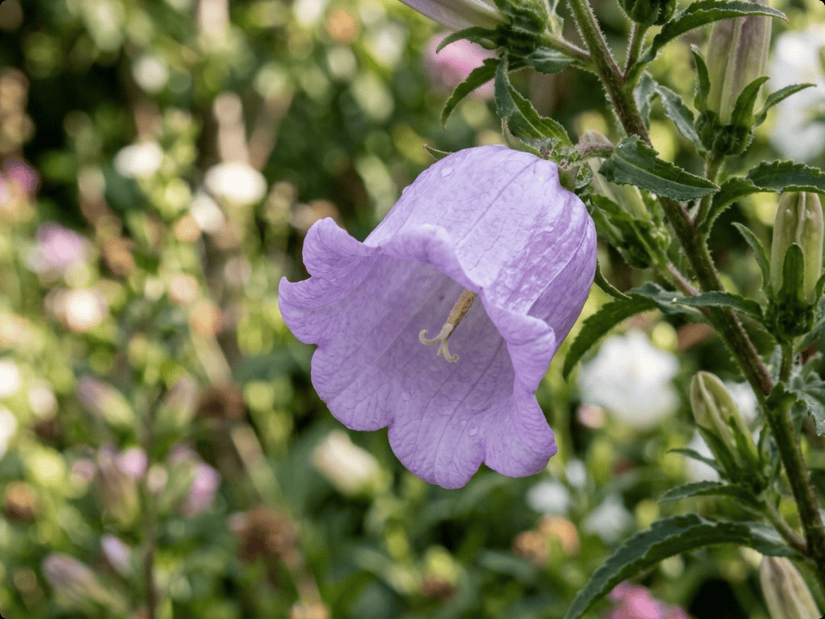 Campanule carillon — gros plan sur feuilles et fleurs