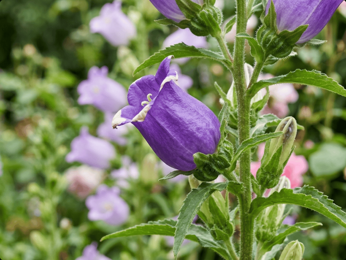 Campanule carillon — aspect saisonnier