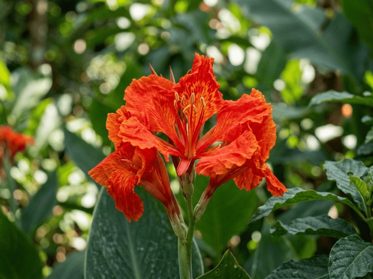 canna d'India — primo piano di foglie e fiori