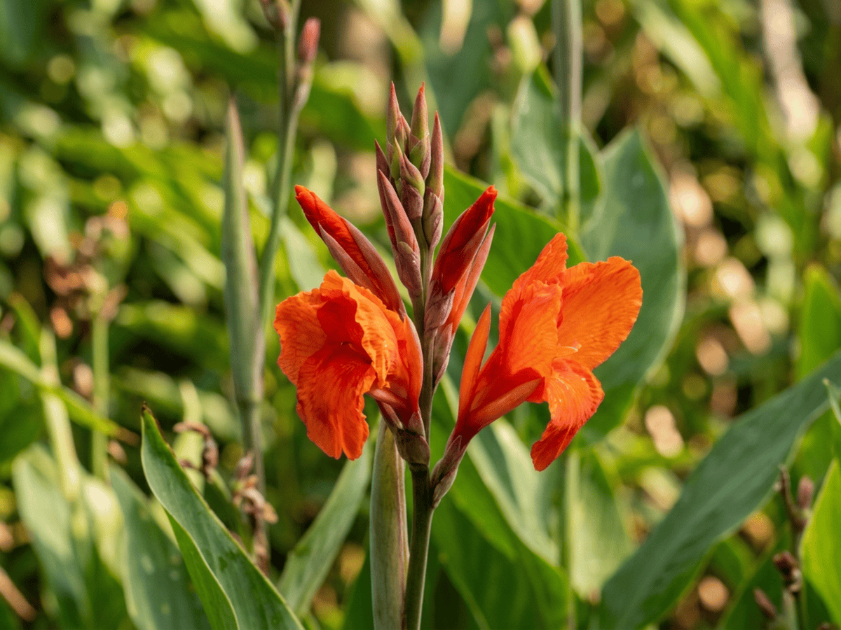 canna d'India — aspetto stagionale