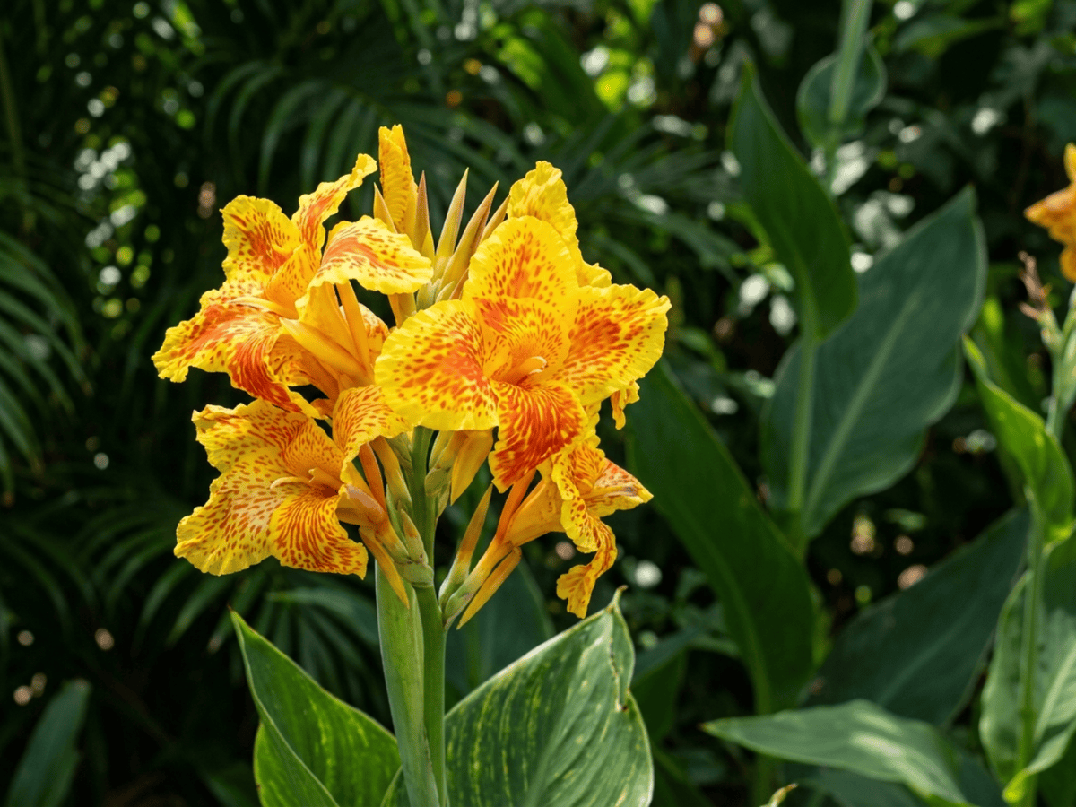 Canna Lily — close-up of leaves and flowers