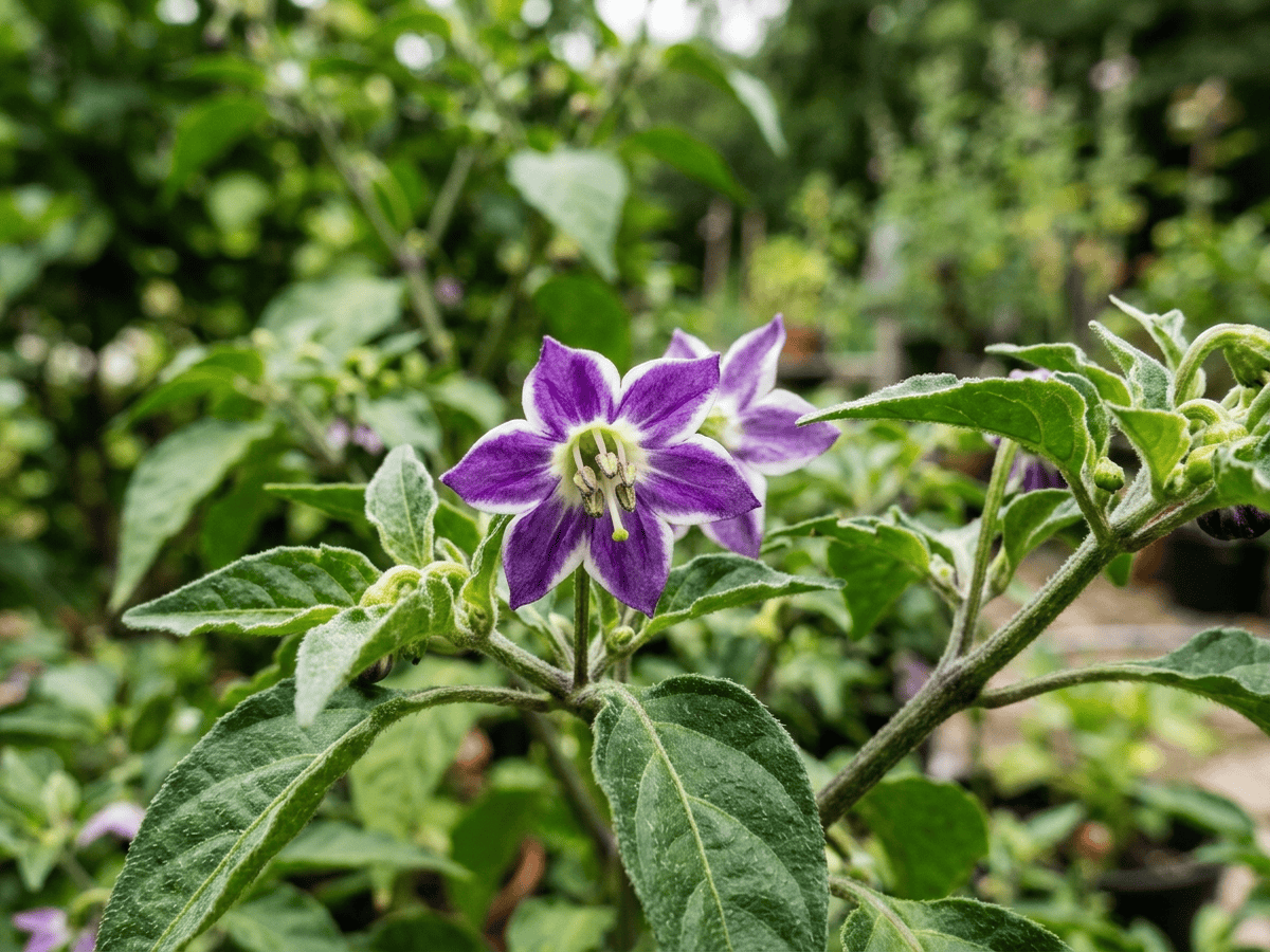 rocoto — aspecto estacional