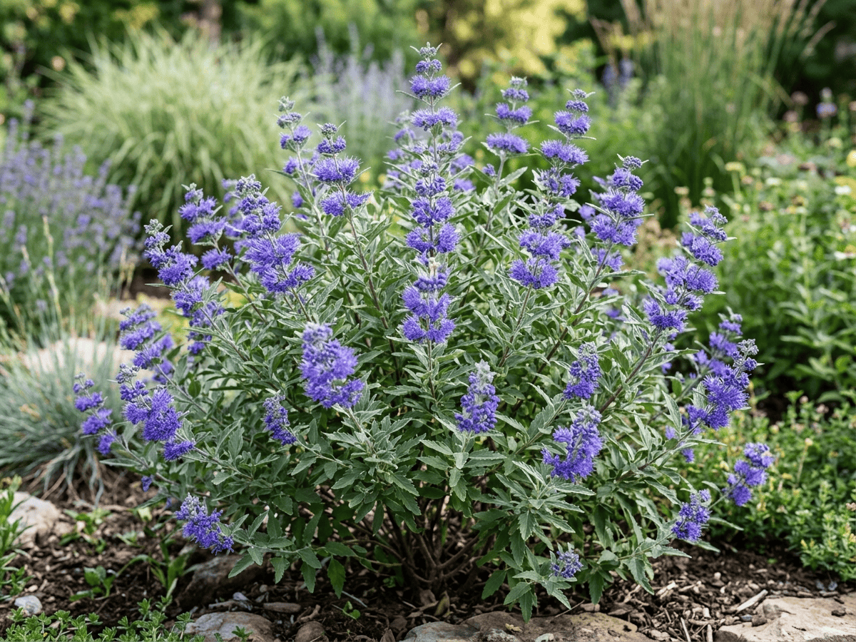 Graue Bartblume