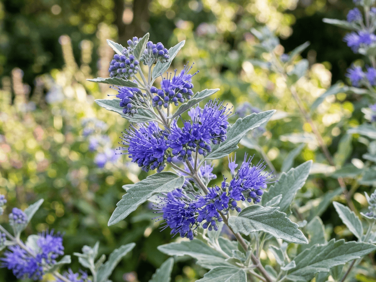 Graue Bartblume — Nahaufnahme von Blättern und Blüten