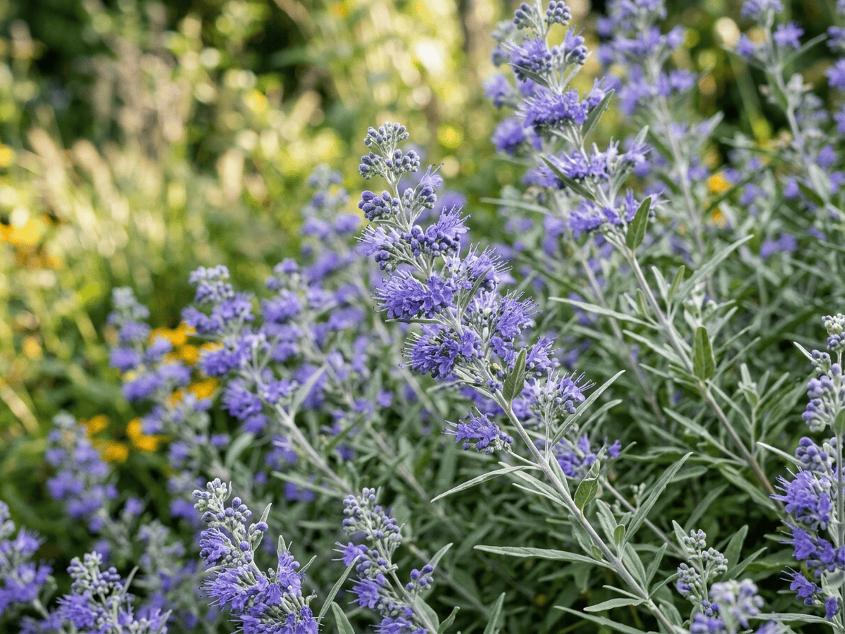 Graue Bartblume — saisonales Erscheinungsbild