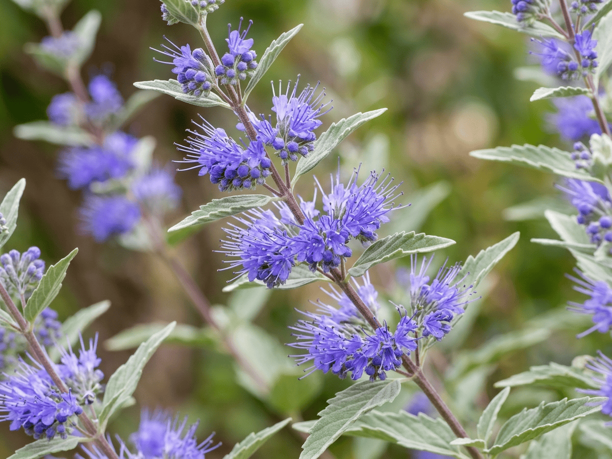 Barba blu — primo piano di foglie e fiori