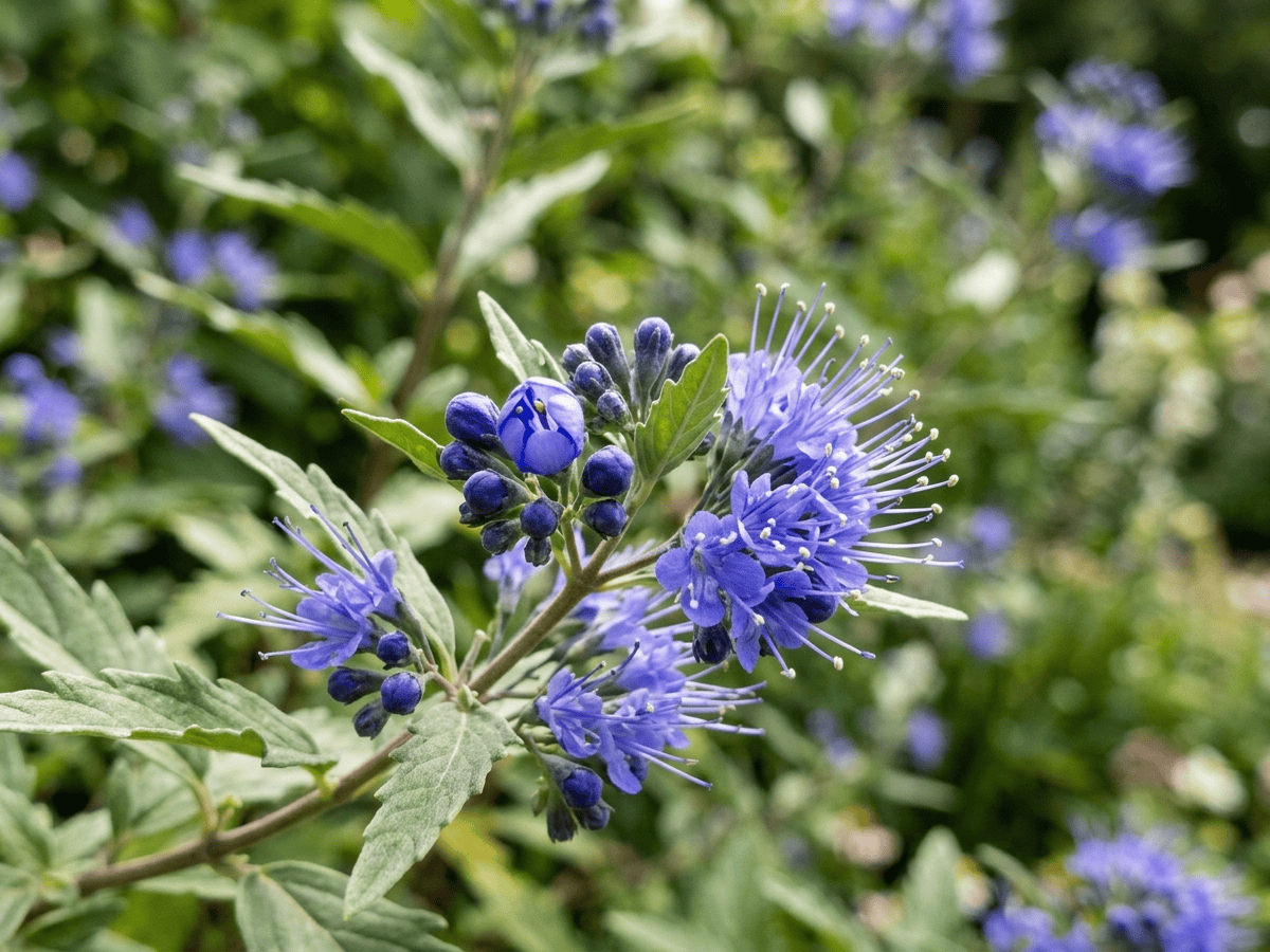 Barba blu — aspetto stagionale