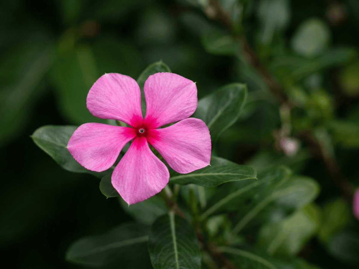 Madagascar Periwinkle — close-up of leaves and flowers