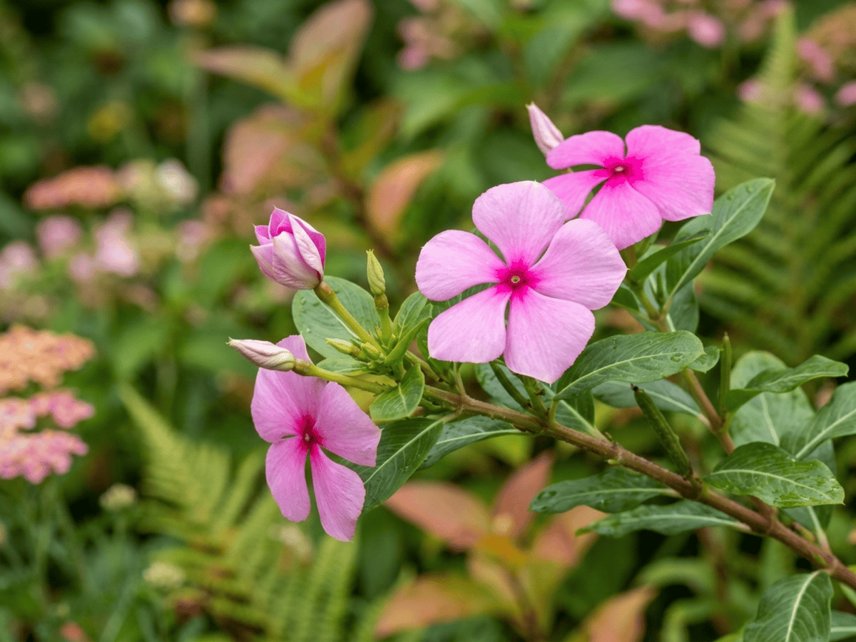 Madagascar Periwinkle — seasonal appearance
