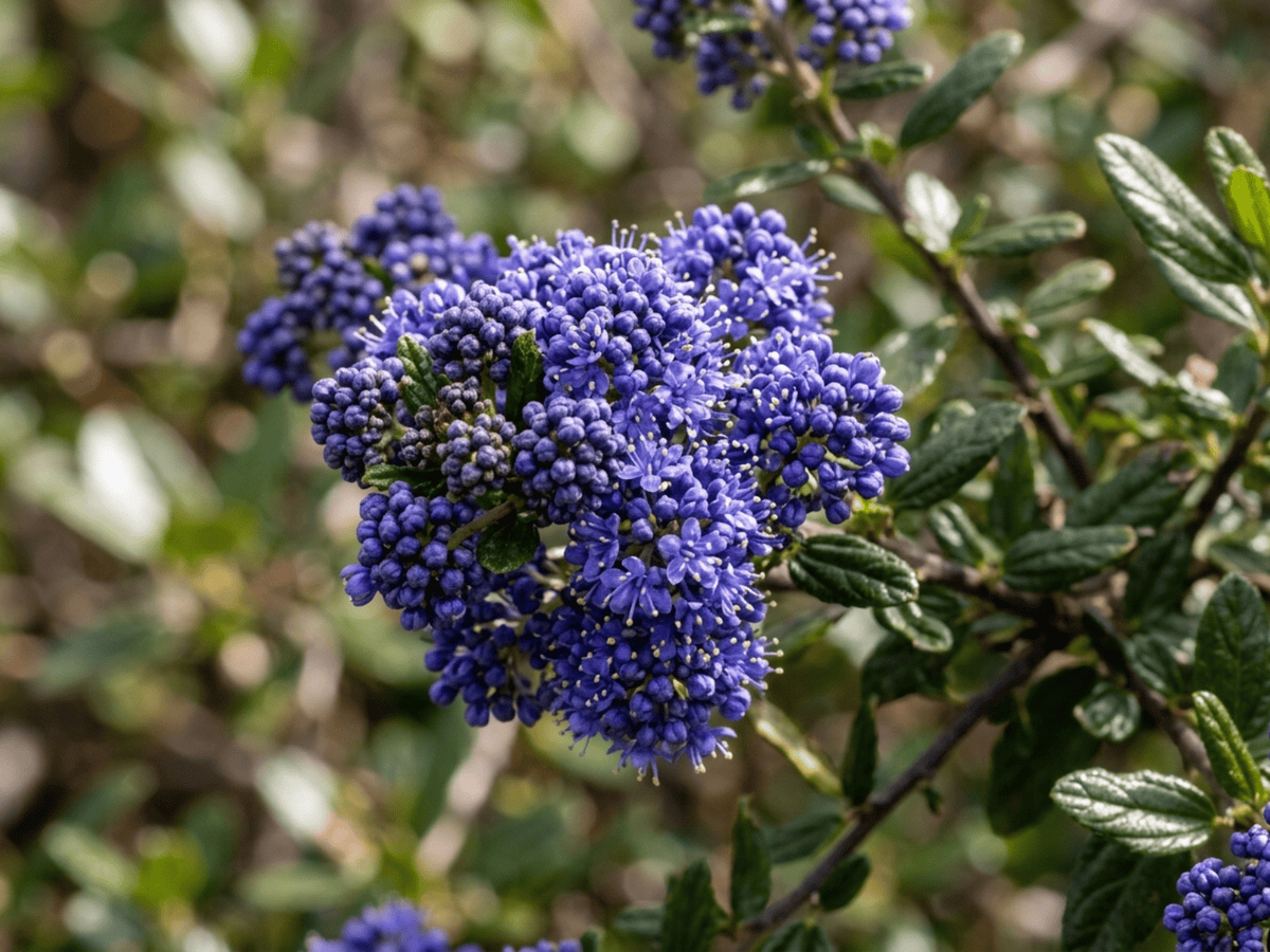 Santa Barbara Ceanothus — seasonal appearance