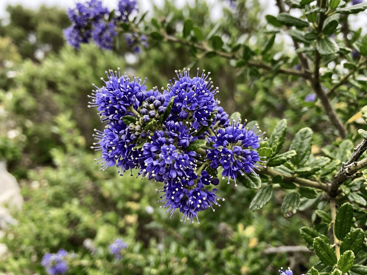 Maritime Ceanothus — close-up of leaves and flowers