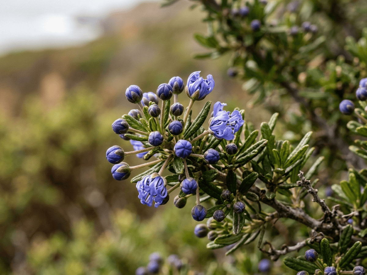 Maritime Ceanothus — seasonal appearance