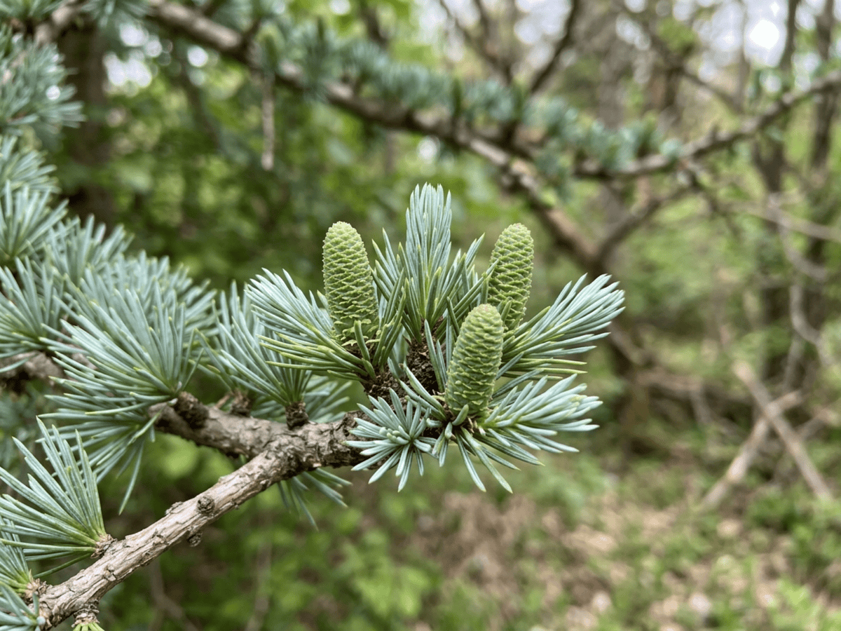 Deodar Cedar — seasonal appearance