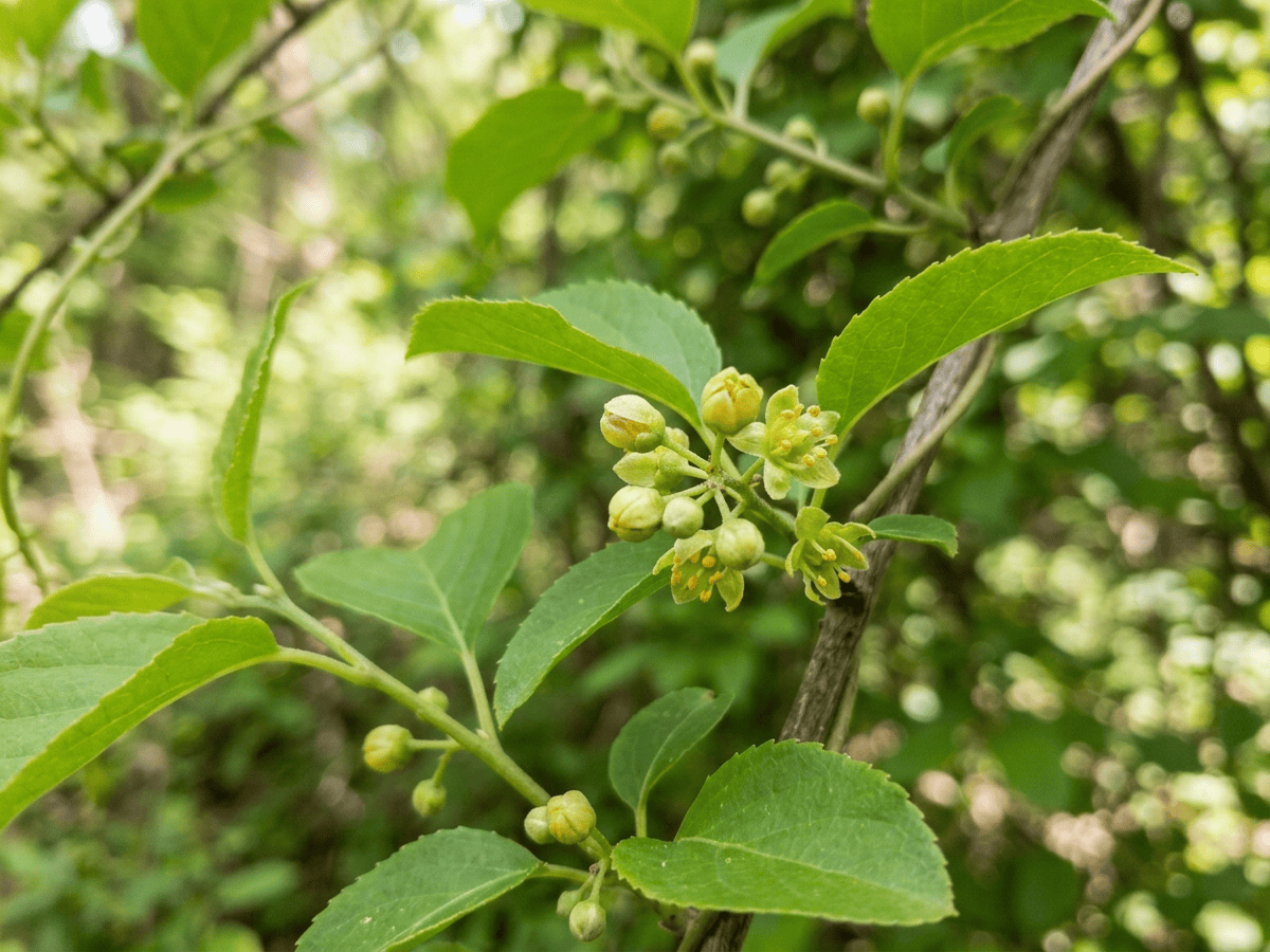 Asian Bittersweet — seasonal appearance