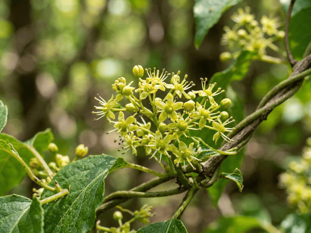 Amerikanischer Baumwürger — Nahaufnahme von Blättern und Blüten