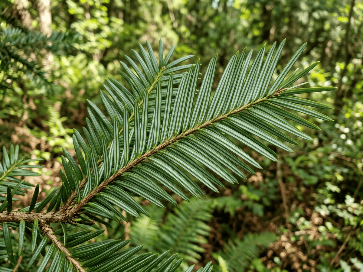 Japanese Plum-Yew — close-up of leaves and flowers