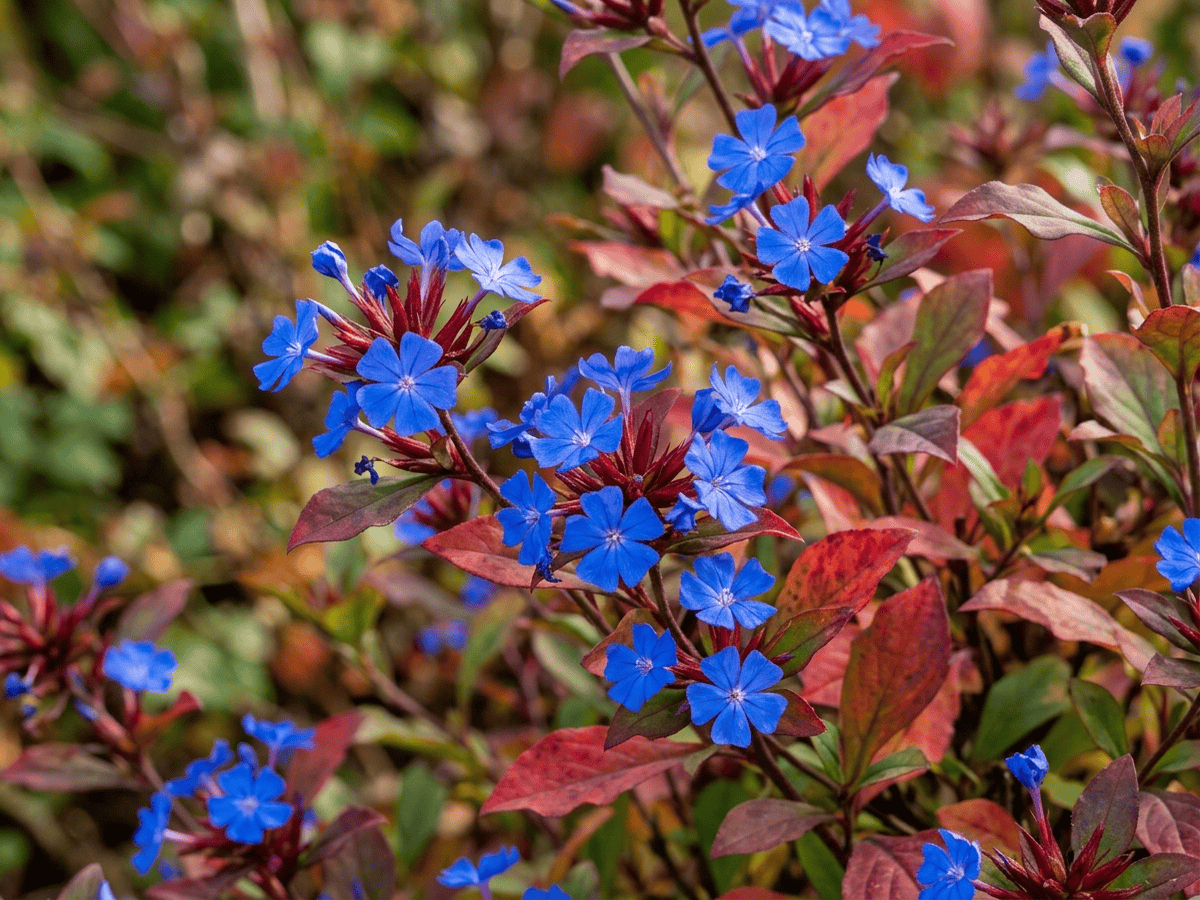 Chinese Plumbago — close-up of leaves and flowers