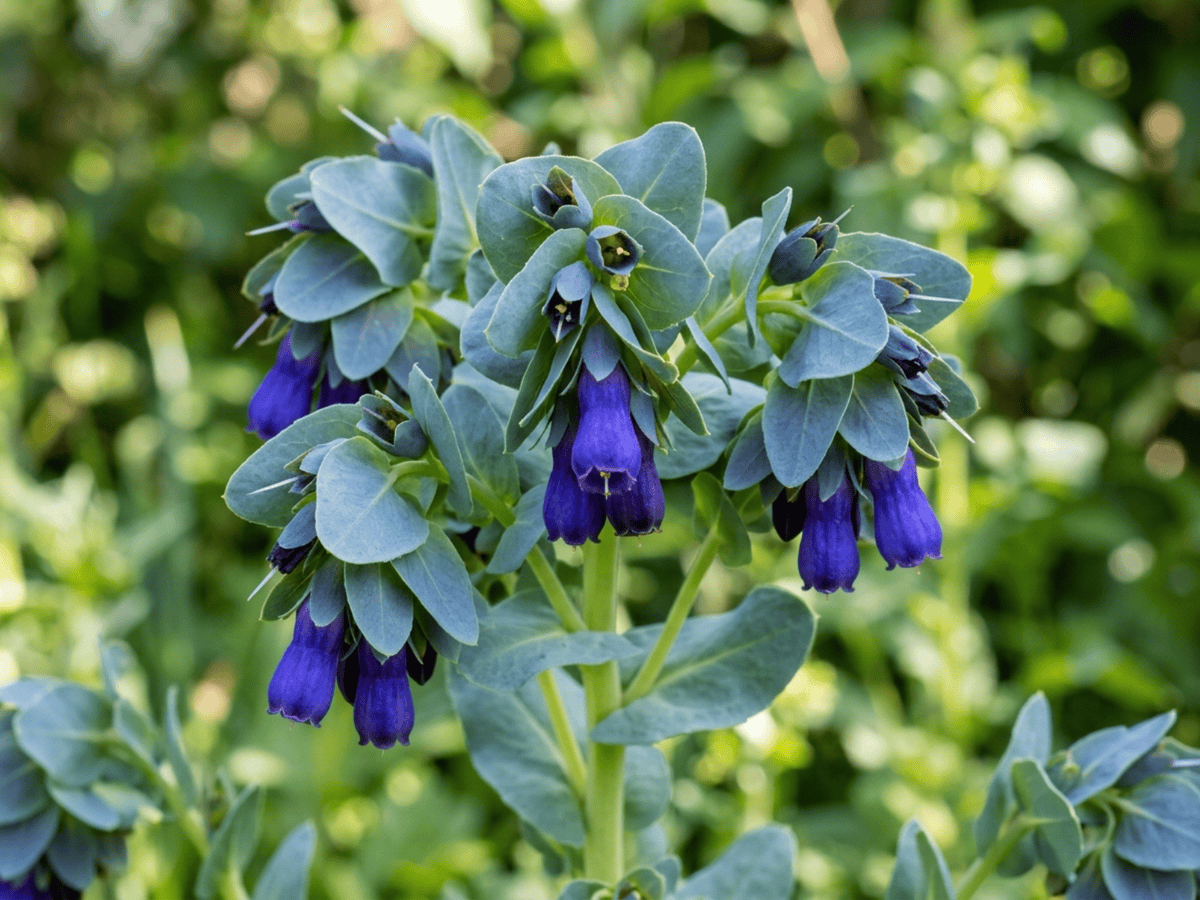 Greater Honeywort — close-up of leaves and flowers