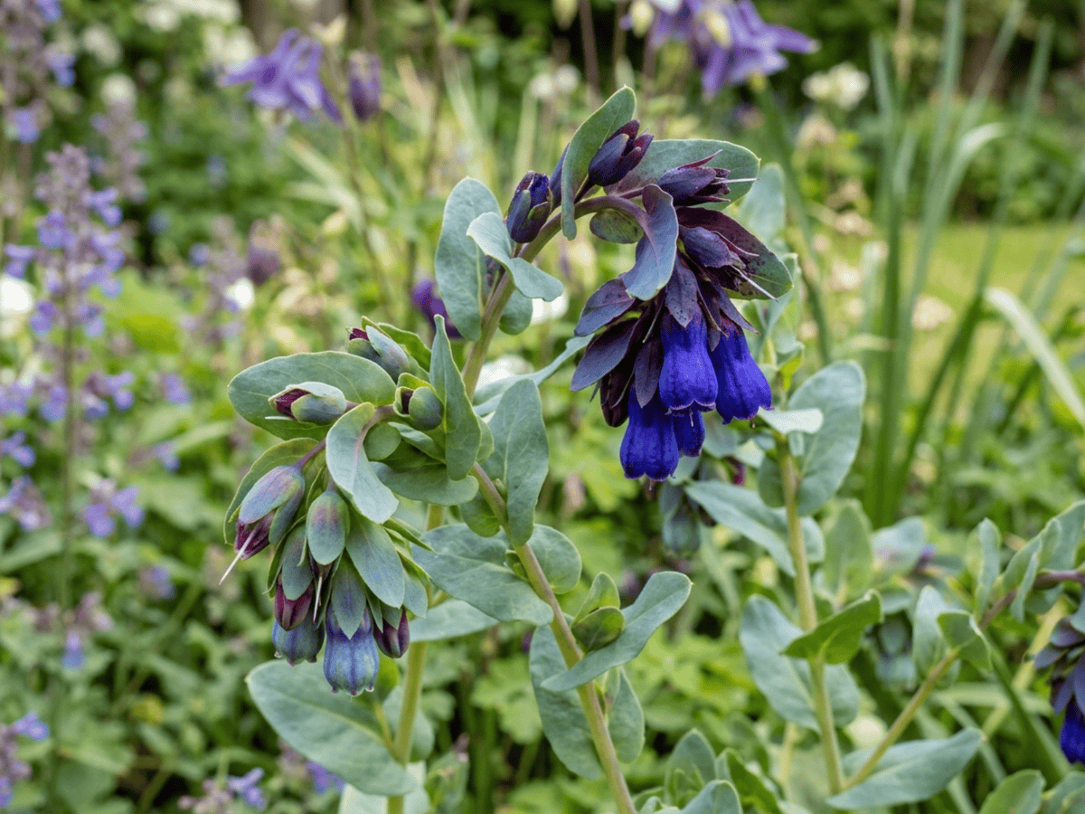 Greater Honeywort — seasonal appearance