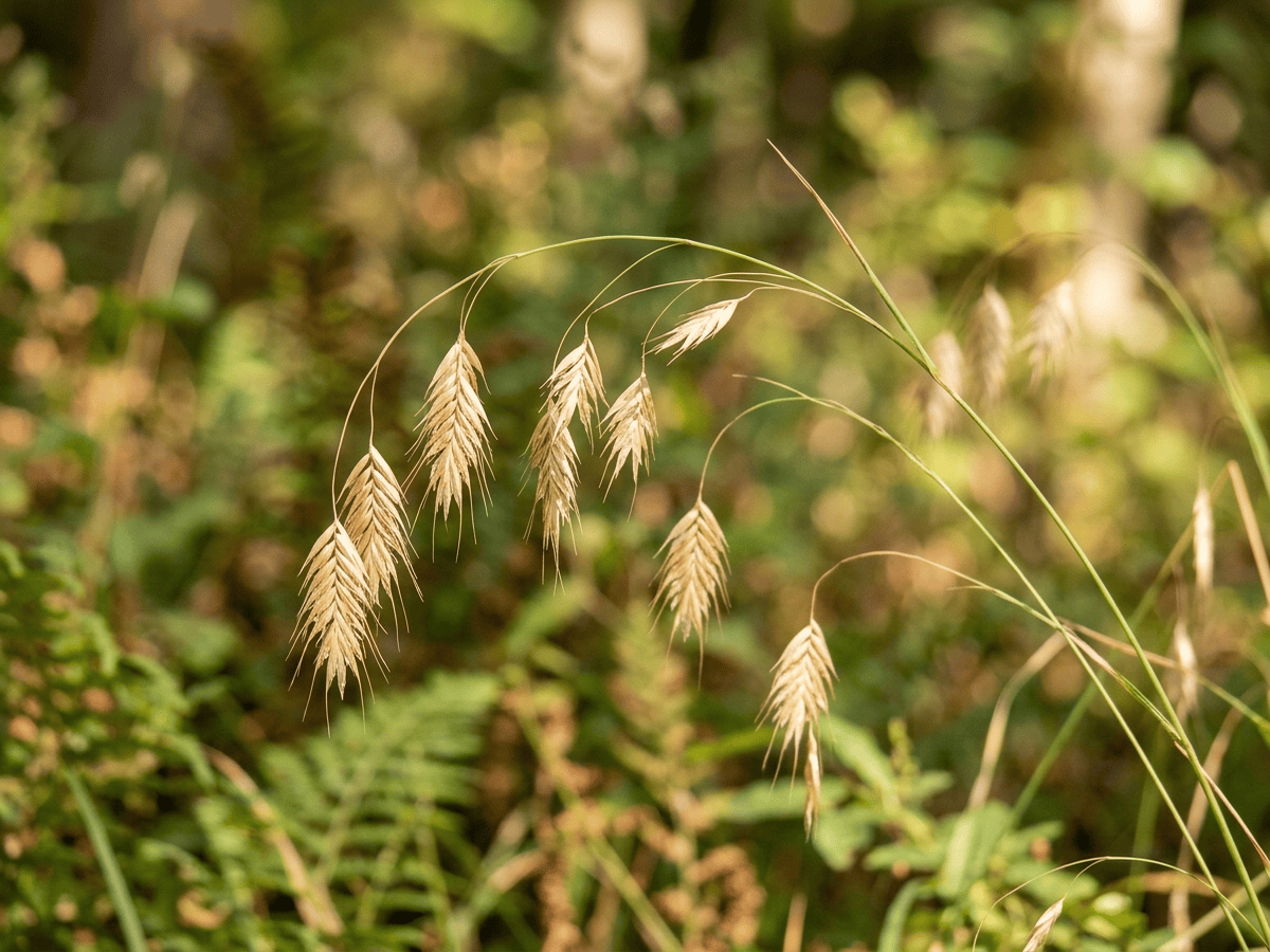 Schlankes Plattährengras — Nahaufnahme von Blättern und Blüten