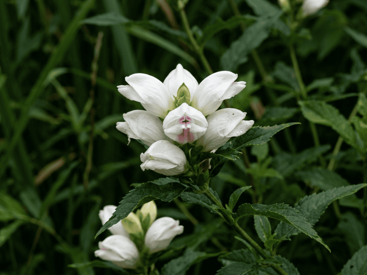 White Turtlehead — close-up of leaves and flowers