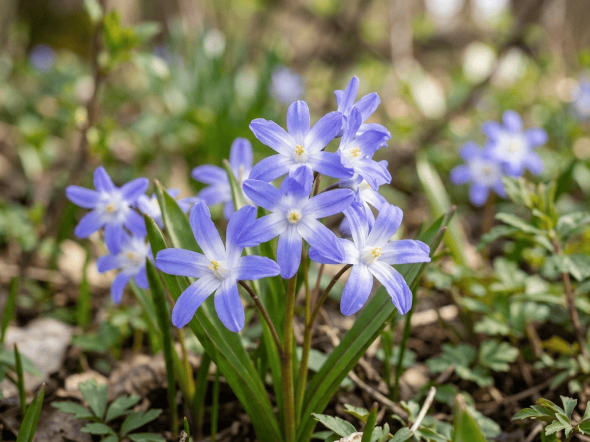 Gloria della neve — primo piano di foglie e fiori