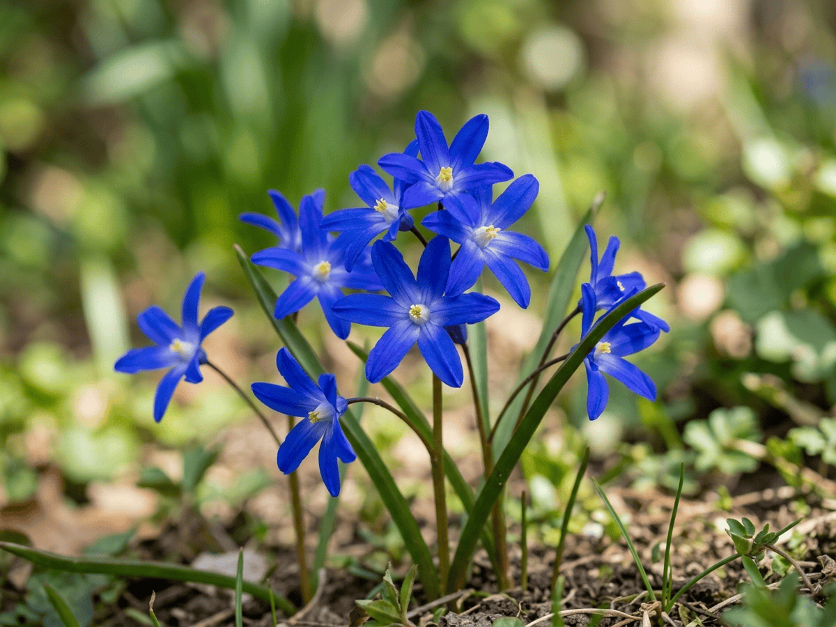 Lesser Glory-Of-The-Snow — close-up of leaves and flowers