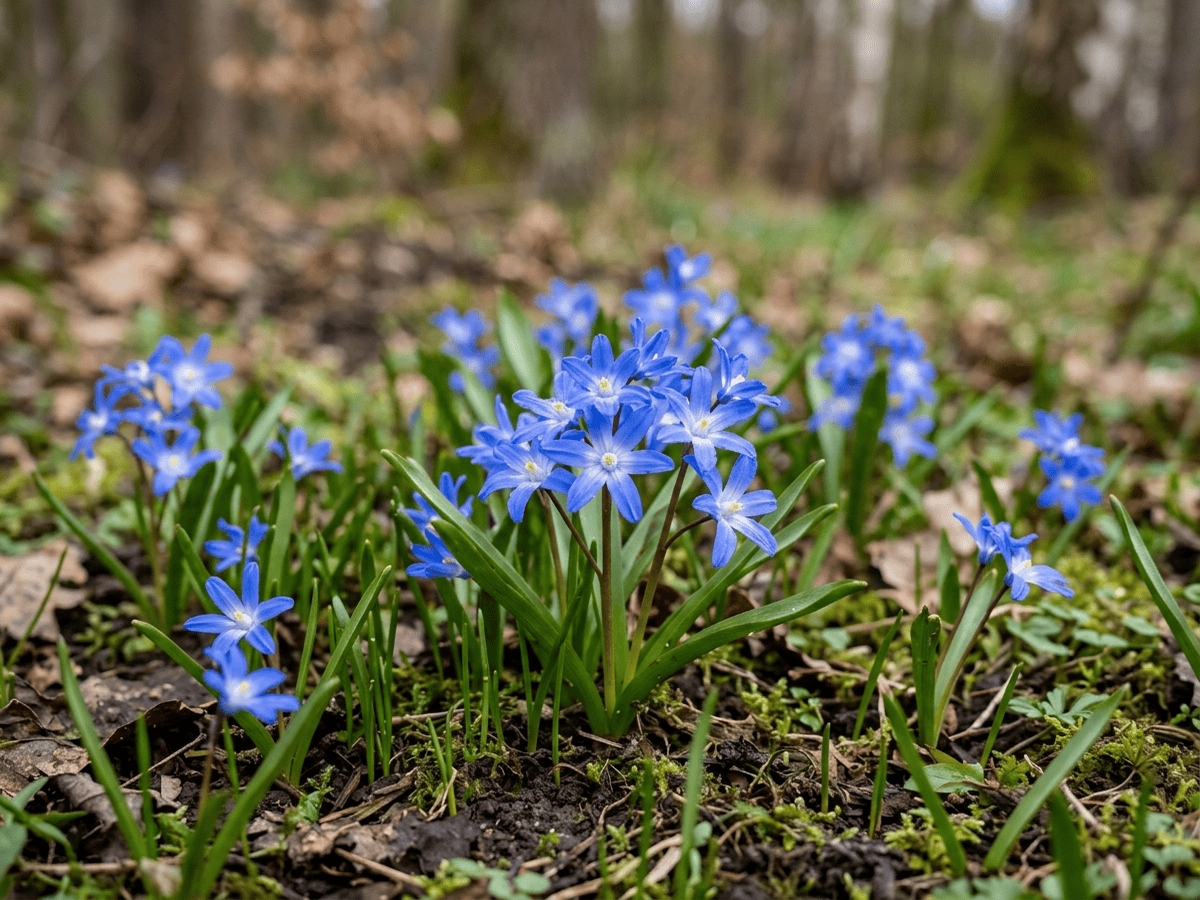 Lesser Glory-Of-The-Snow — seasonal appearance