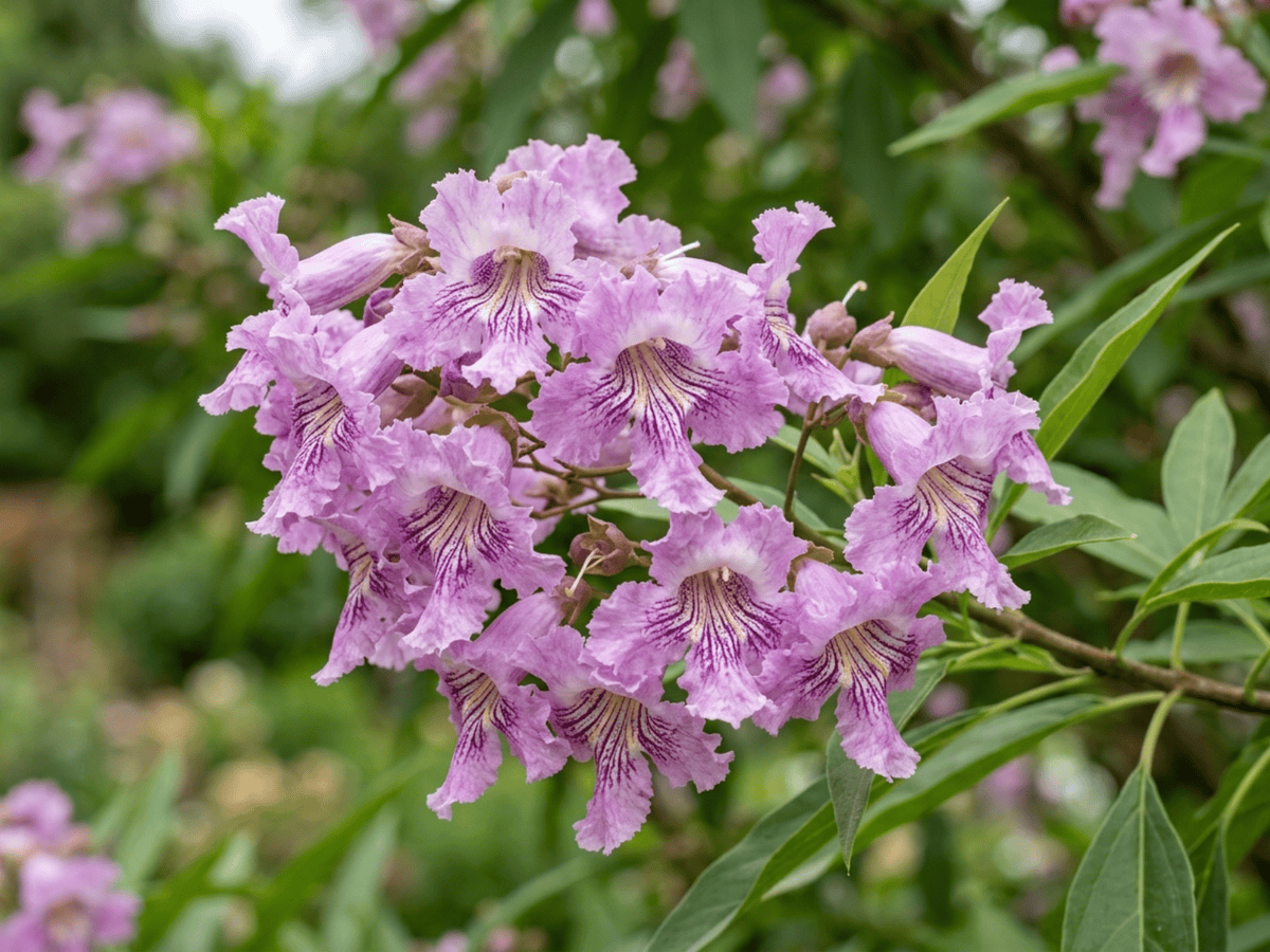Chitalpa — gros plan sur feuilles et fleurs