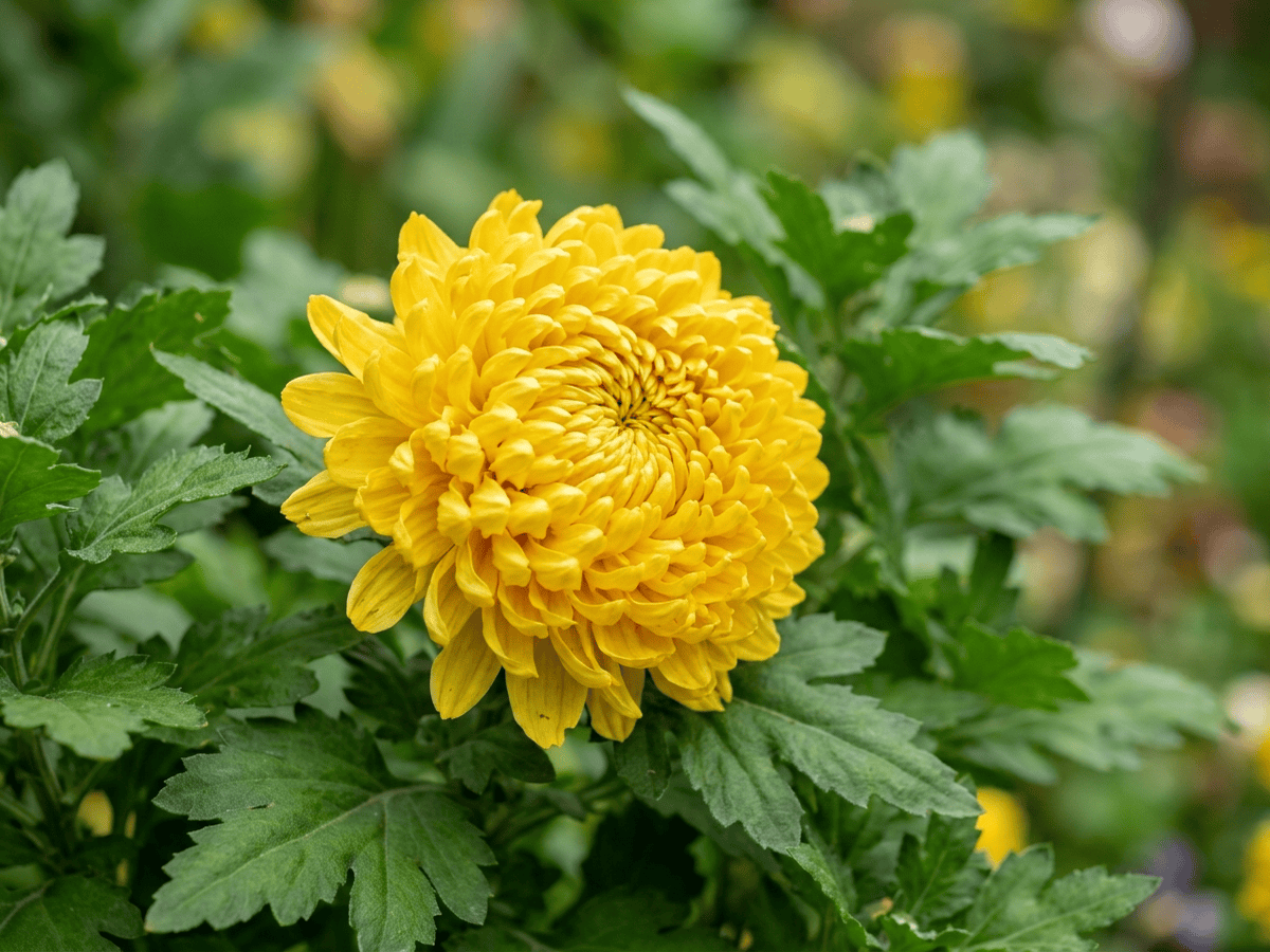 Crisantemo — primo piano di foglie e fiori