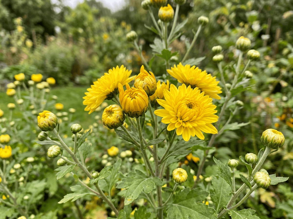 Crisantemo — aspetto stagionale