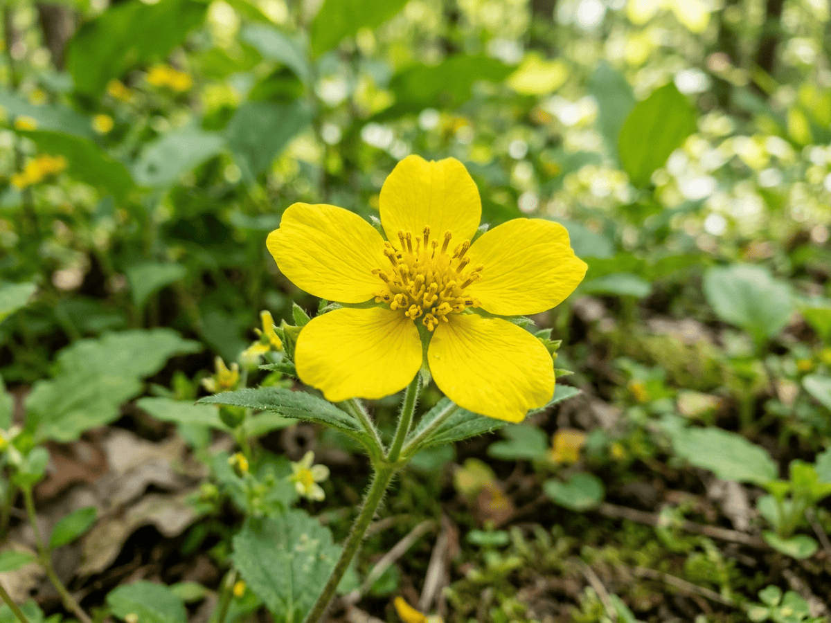 Goldkörbchen — Nahaufnahme von Blättern und Blüten